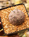 Tephrocactus geometricus (Black Spine Form) - Vivid Root