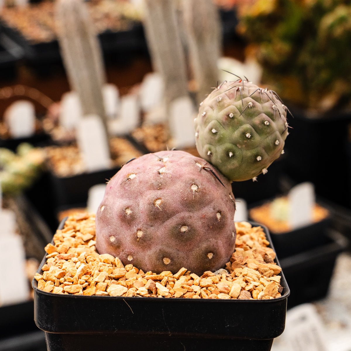 Tephrocactus geometricus (Black Spine Form) - Vivid Root