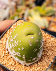 Trichocereus bridgesii f. monstrose - 'Penis Cactus' - Vivid Root