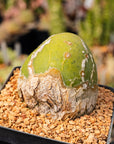 Trichocereus bridgesii f. monstrose - 'Penis Cactus' - Vivid Root