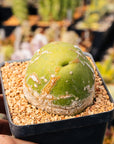 Trichocereus bridgesii f. monstrose - 'Penis Cactus' - Vivid Root