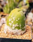 Trichocereus bridgesii f. monstrose - 'Penis Cactus' - Vivid Root
