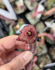 Tromotriche revoluta var. trigridia - Vivid Root