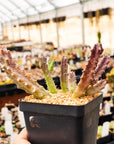 Tromotriche revoluta var. trigridia - Vivid Root