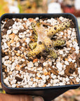 Tylecodon buchholzianus - Vivid Root