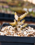 Tylecodon buchholzianus - Vivid Root