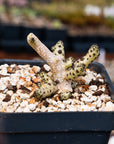 Tylecodon buchholzianus - Vivid Root