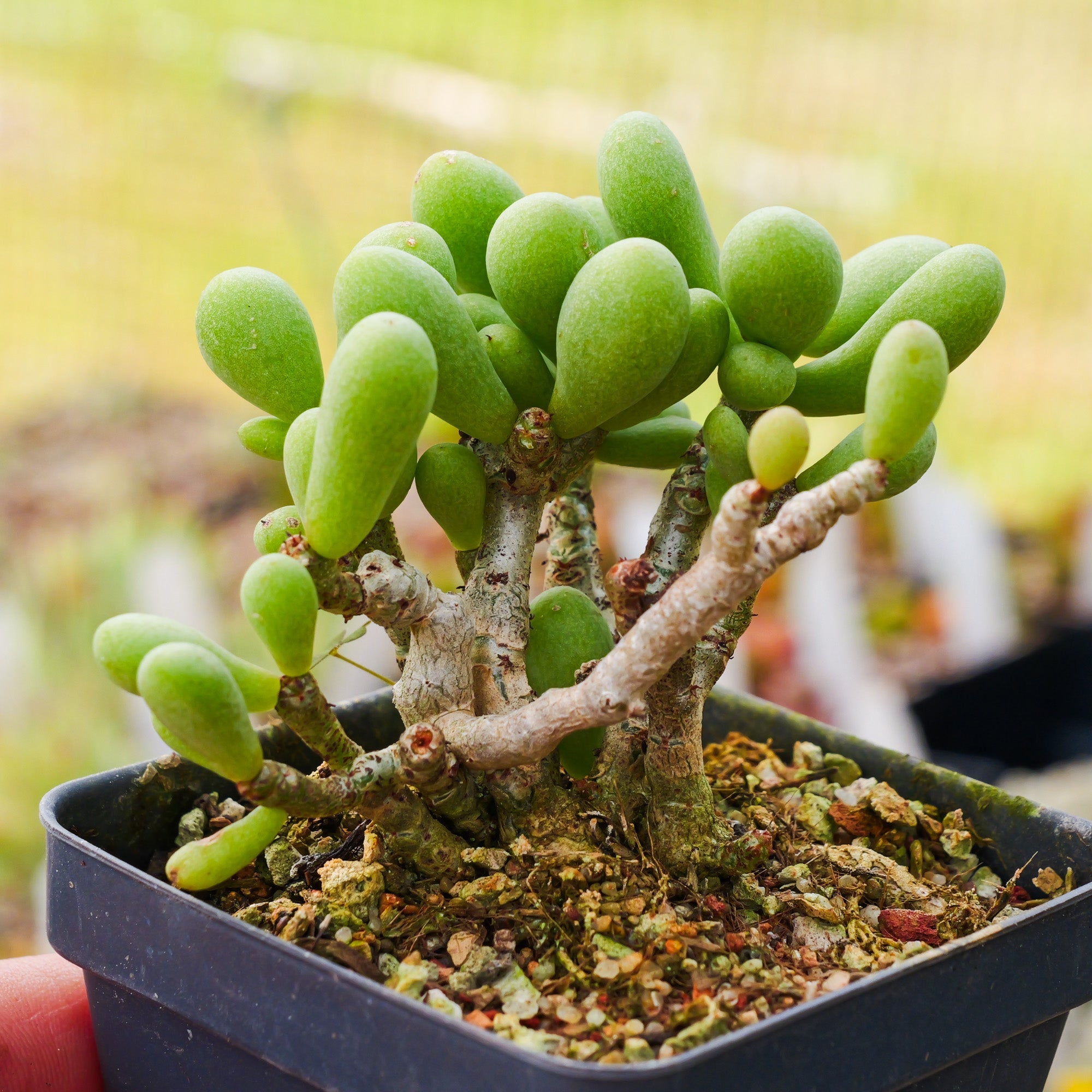 Tylecodon schaeferianus - Vivid Root