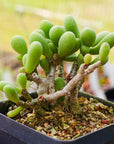 Tylecodon schaeferianus - Vivid Root