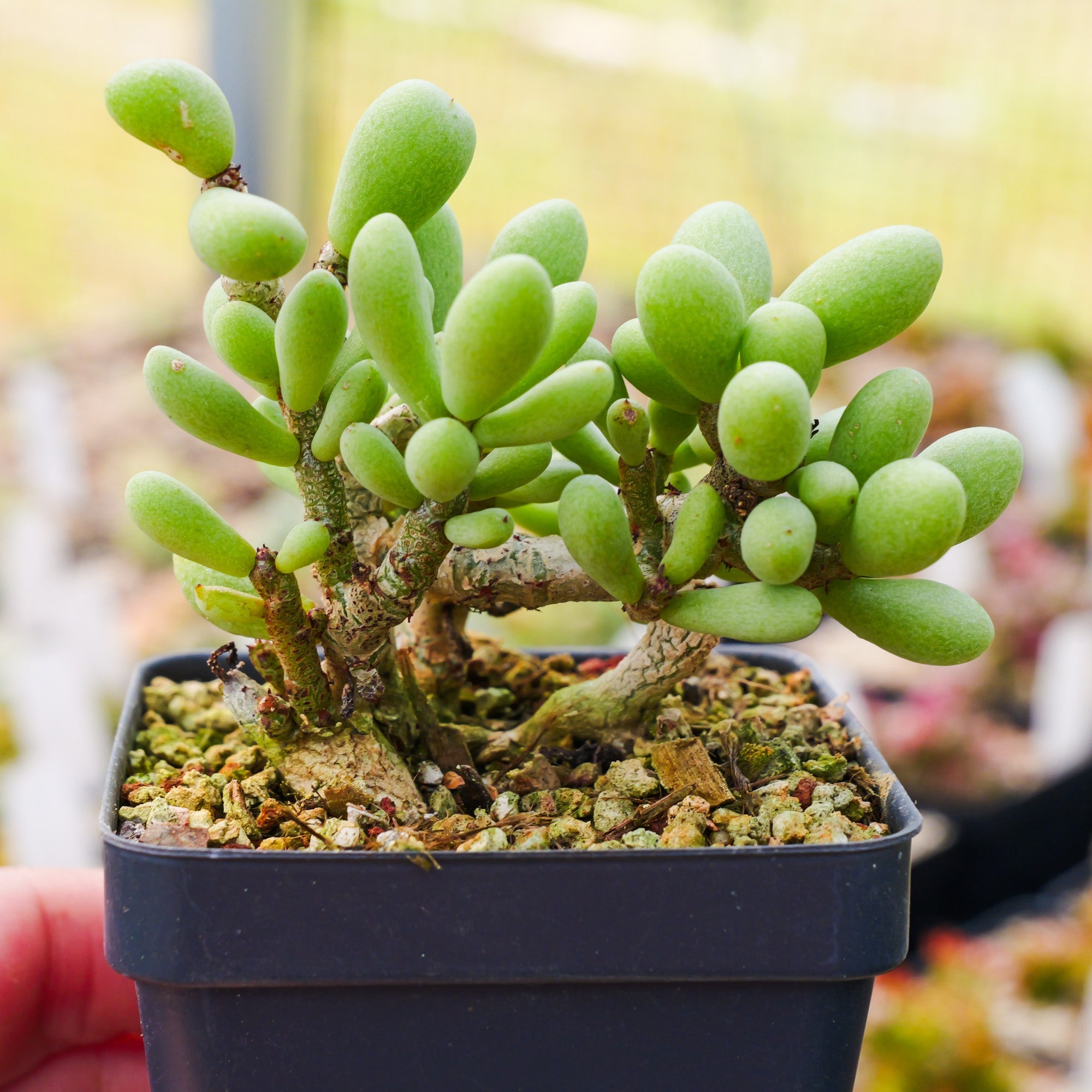 Tylecodon schaeferianus - Vivid Root