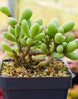 Tylecodon schaeferianus - Vivid Root