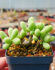 Tylecodon schaeferianus - Vivid Root