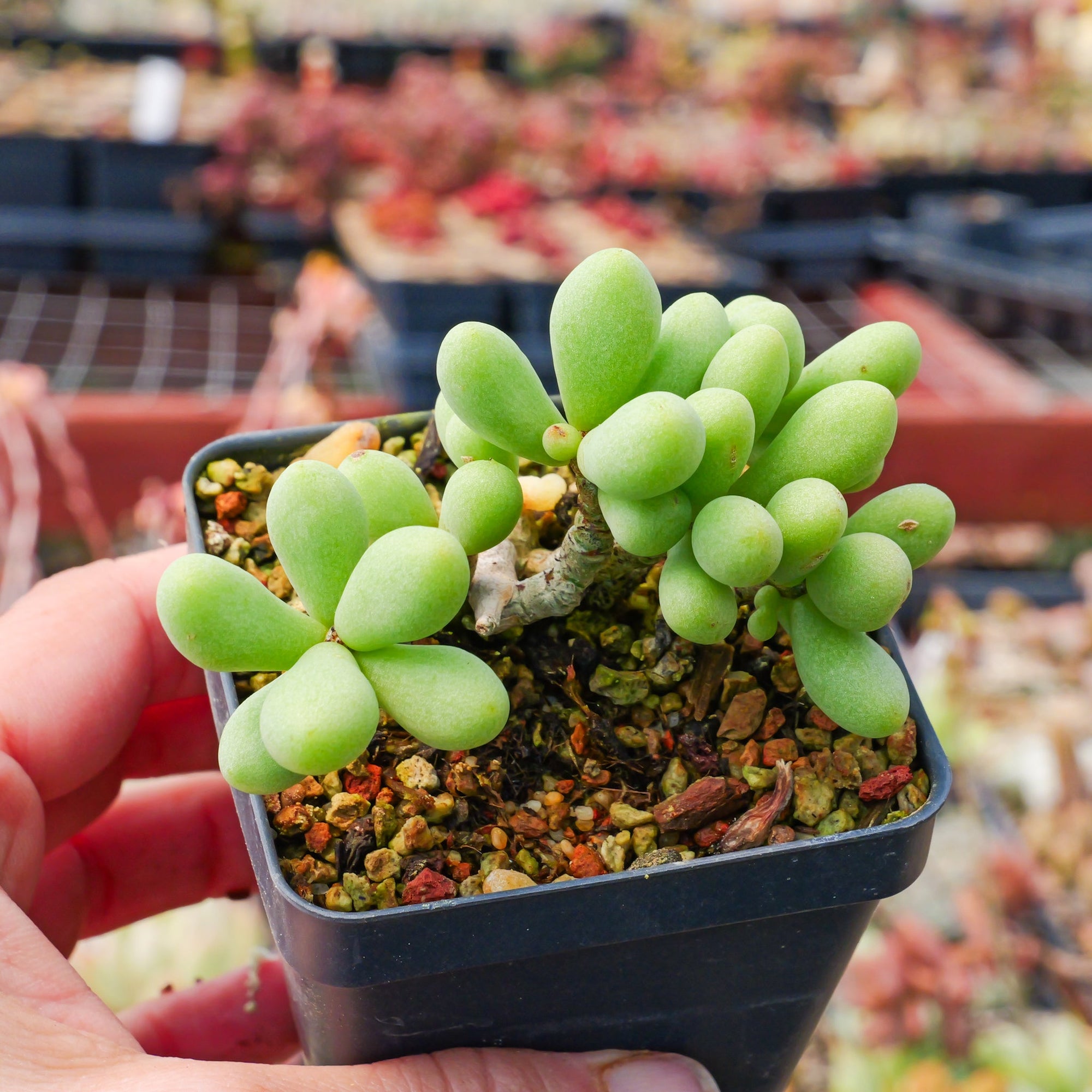 Tylecodon schaeferianus - Vivid Root