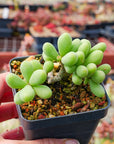 Tylecodon schaeferianus - Vivid Root