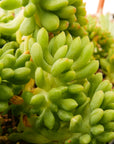 Sedum corynephyllum f. cristata