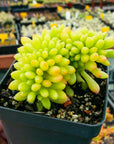 Sedum corynephyllum f. cristata