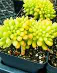 Sedum corynephyllum f. cristata