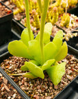 Adromischus cristatus var. zeyheri - Vivid Root