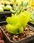 Adromischus cristatus var. zeyheri - Vivid Root