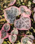 Ceropegia woodii variegated - String of Hearts - Vivid Root