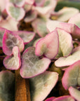 Ceropegia woodii variegated - String of Hearts - Vivid Root