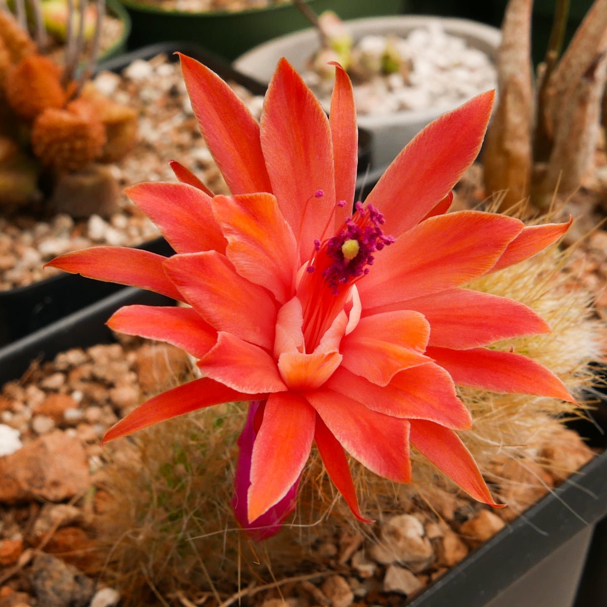 Cleistocactus Winteri - Golden Rat Tail - Vivid Root