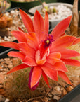 Cleistocactus Winteri - Golden Rat Tail - Vivid Root