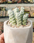 Crassula plegmatoides - Vivid Root