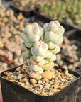 Crassula plegmatoides - Vivid Root