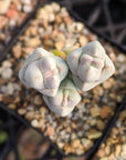 Crassula plegmatoides - Vivid Root