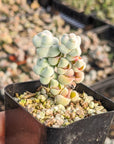 Crassula plegmatoides - Vivid Root