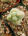 Crassula plegmatoides - Vivid Root