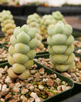 Crassula plegmatoides - Vivid Root