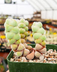 Crassula plegmatoides - Vivid Root