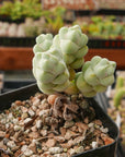 Crassula plegmatoides - Vivid Root