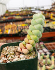 Crassula plegmatoides - Vivid Root