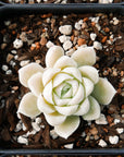 Echeveria elegans 'Alba' - Vivid Root