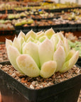 Echeveria elegans 'Alba' - Vivid Root