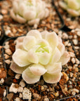 Echeveria elegans 'Alba' - Vivid Root