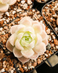 Echeveria elegans 'Alba' - Vivid Root