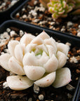 Echeveria elegans 'Alba' - Vivid Root