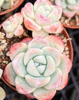 Echeveria 'Ice Green' - Vivid Root