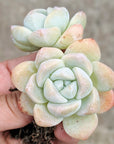 Echeveria 'Ice Green' - Vivid Root