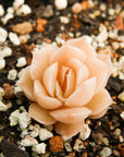 Echeveria 'Onslow' - Vivid Root