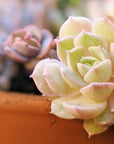 Echeveria 'Onslow' - Vivid Root