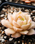 Echeveria 'Onslow' - Vivid Root