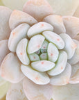 Echeveria Orange Monroe - Vivid Root