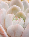 Echeveria Orange Monroe - Vivid Root