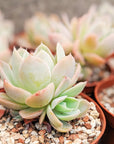Echeveria Silk Veil - Vivid Root