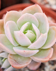 Echeveria Silk Veil - Vivid Root